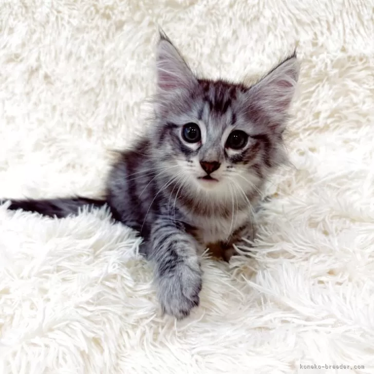 ID：2508-00869の子猫