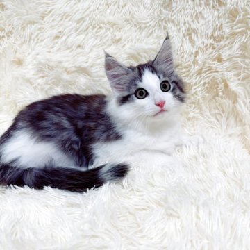 ノルウェージャンフォレストキャット【静岡県・男の子・2025年9月10日・ブラックシルバーマッカレルタビー&ホワイト】の写真「綺麗なお顔立ちの男の子^ ^♪」