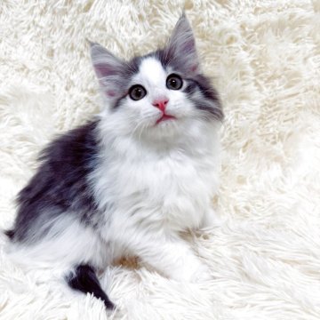 ノルウェージャンフォレストキャット【静岡県・女の子・2025年9月10日・ブルーマッカレルタビー&ホワイト】の写真「ペンライトが可愛いらしい女の子^ ^♪」