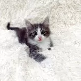 ノルウェージャンフォレストキャット
