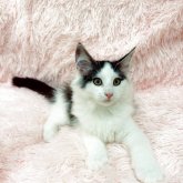 ノルウェージャンフォレストキャット