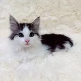 ノルウェージャンフォレストキャット【静岡県・女の子・2024年11月19日・ブラックシルバークラシックタビー&ホワイト】の写真1「美人さんに成長してます♪」