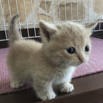 マンチカン(短足)【茨城県・男の子・2022年7月7日・カメオタビー】の写真「かなり小さめのクリーム系カラー」