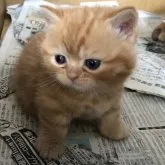 マンチカン(短足)【茨城県・女の子・2023年3月3日・レッドスポテッドタビー】の写真1