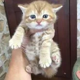 マンチカン(長足)【茨城県・男の子・2022年7月7日・レッドタビー】の写真1