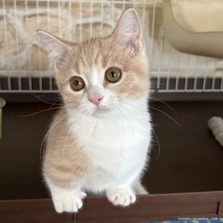 マンチカン(短足)【茨城県・男の子・2025年7月9日・クリームタビー&amp;ホワイト】の写真1