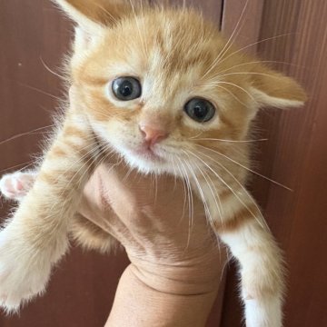 マンチカン(長足)【茨城県・女の子・2025年7月9日・レッドタビー&ホワイト】の写真「レッドタビー＆ホワイトの女の子(尾曲有り)」