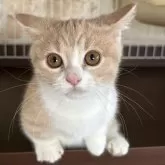 マンチカン(短足)【茨城県・男の子・2025年7月9日・クリームタビー&ホワイト】の写真3