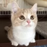 マンチカン(短足)【茨城県・男の子・2025年7月9日・クリームタビー&ホワイト】の写真4