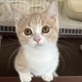 マンチカン(短足)【茨城県・男の子・2025年7月9日・クリームタビー&ホワイト】の写真5