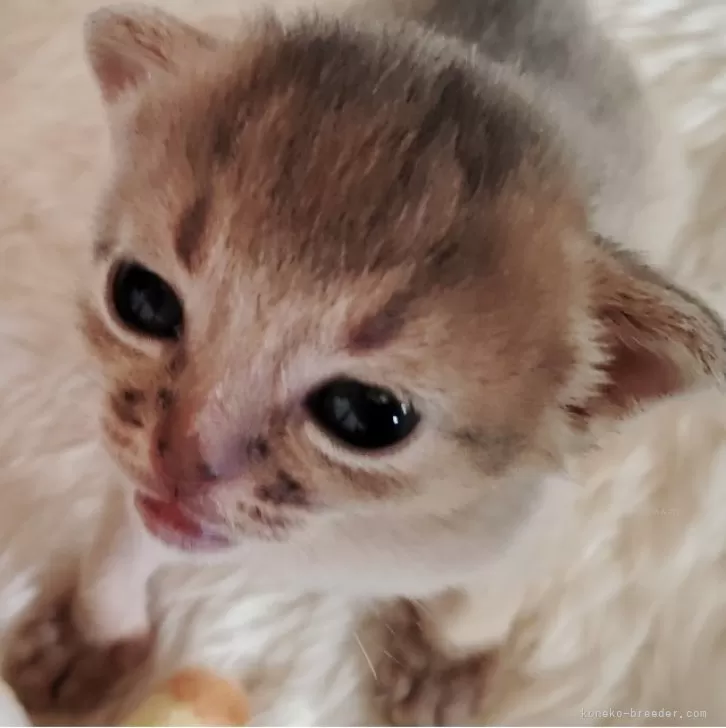 ID:2411-00475の子猫