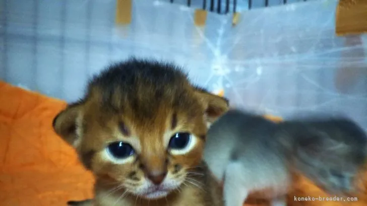 ID:2108-01844の子猫
