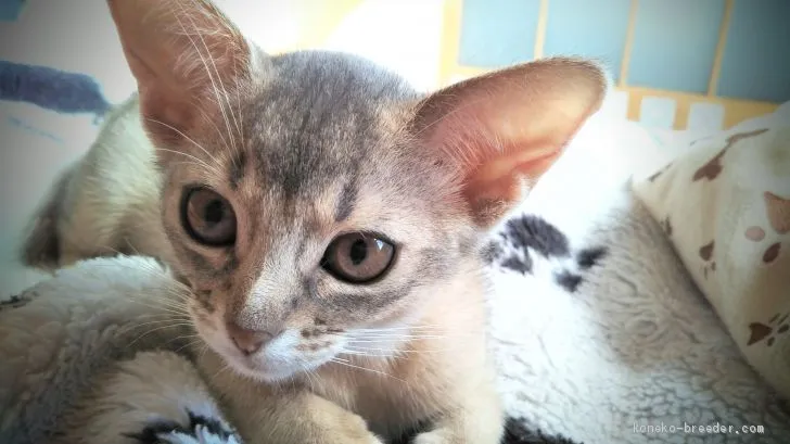 ID:1912-01234の子猫