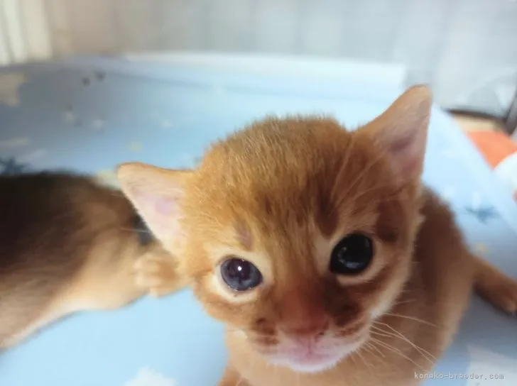 ID：2108-01846の子猫