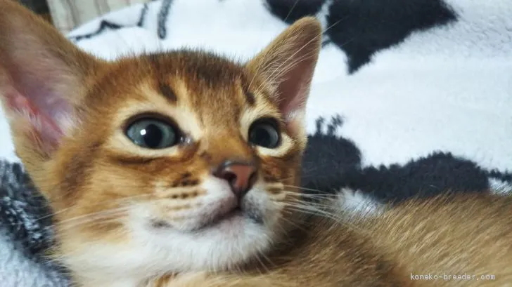 ID:2102-00433の子猫
