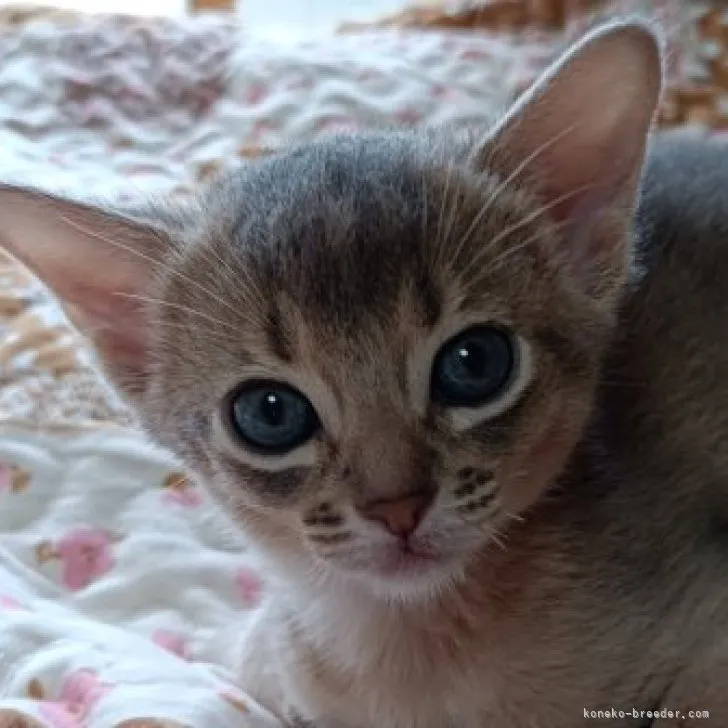 ID:2305-00269の子猫