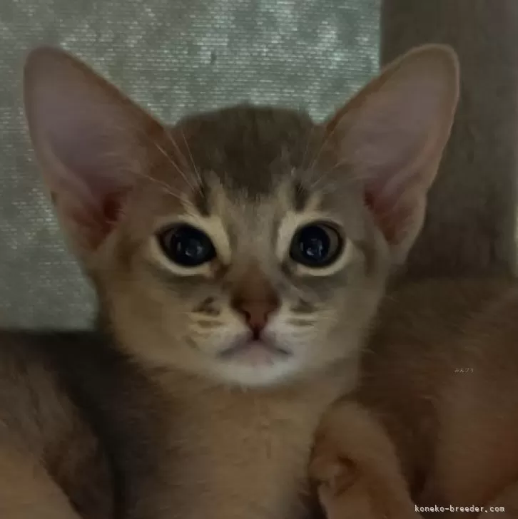 ID:2405-00868の子猫