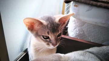 アビシニアン【栃木県・男の子・2019年12月12日・ブルー】の写真「男の子は永遠のベビちゃん💞可愛い盛りです😸」
