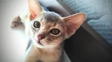 アビシニアン【栃木県・男の子・2019年12月12日・ブルー】の写真2「ちょっと眠いの🐱」