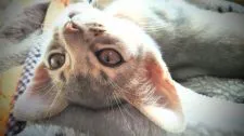 アビシニアン【栃木県・男の子・2019年12月12日・ブルー】の写真3「ひと休み😸」