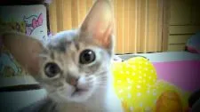 アビシニアン【栃木県・女の子・2019年12月12日・ブルー】の写真4「かわゆい🐱🐱」