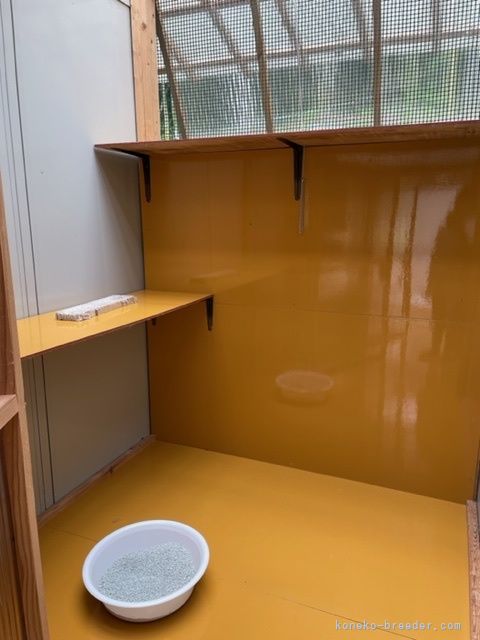 お部屋とは別に遊び場もあります☀️⚽️｜谷川　直樹(たにかわ　なおき)ブリーダー(岡山県・ラグドールなど・ＺＣＣ登録)の紹介写真8