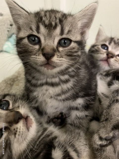 アメリカンショートヘア｜谷川　直樹(たにかわ　なおき)ブリーダー(岡山県・ラグドールなど・ＺＣＣ登録)の紹介写真9