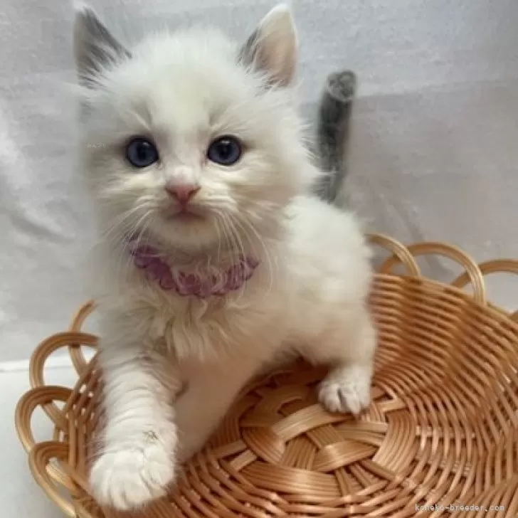 ID:2403-02572の子猫