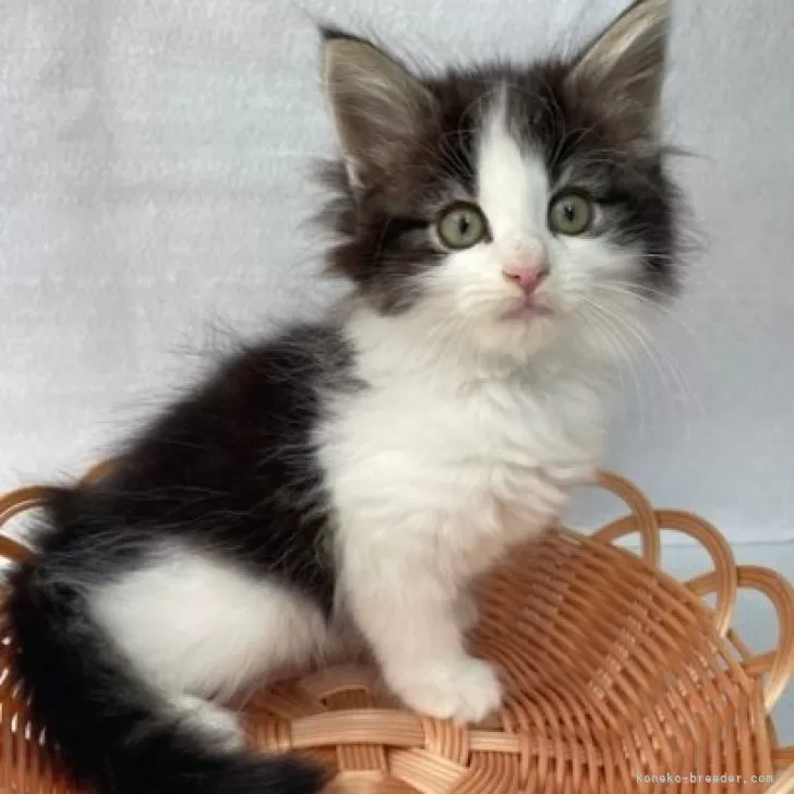 ID:2405-02810の子猫