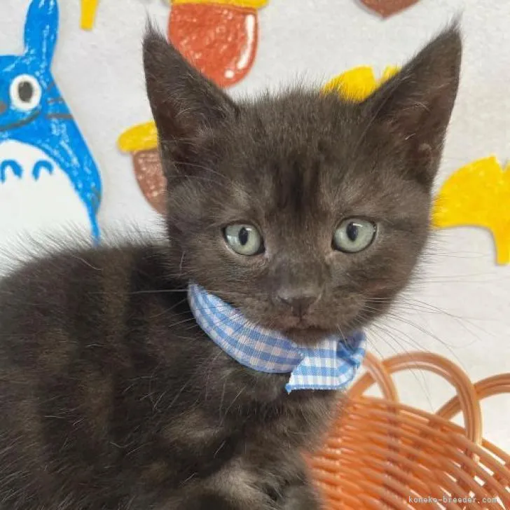 ID：2209-01173の子猫