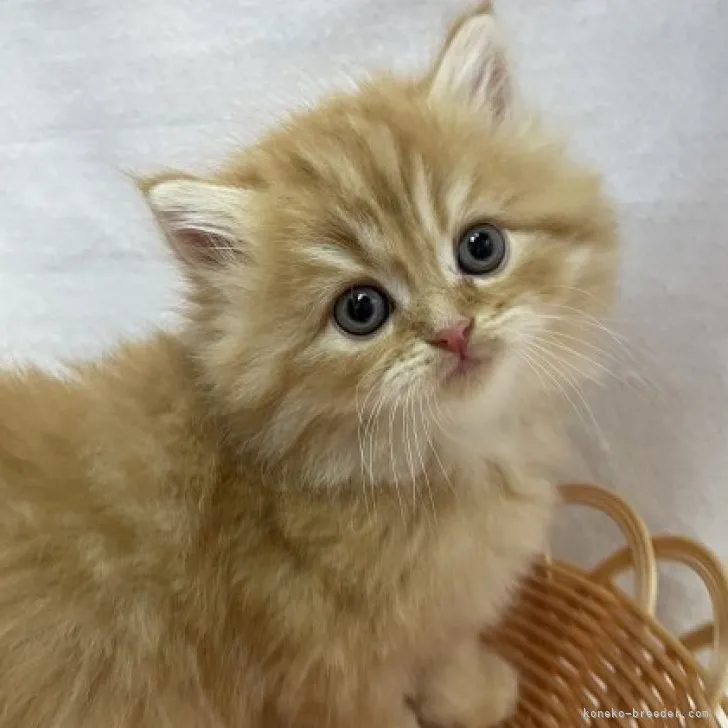 ID：2311-02812の子猫