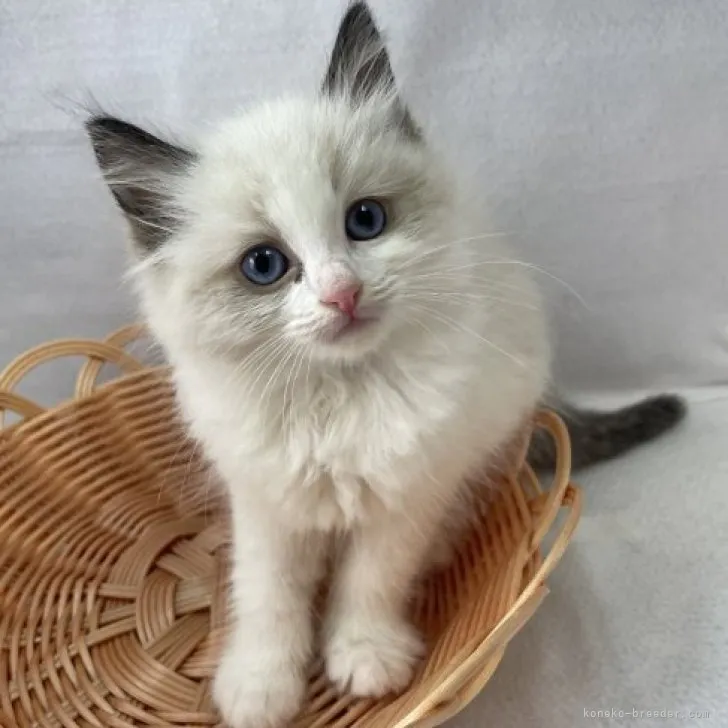 ID：2305-02643の子猫