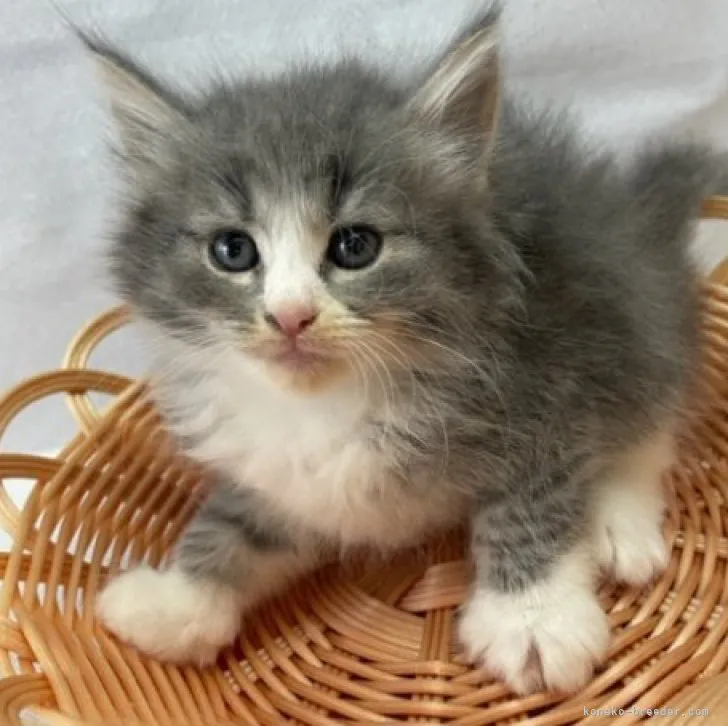 ID:2308-02444の子猫