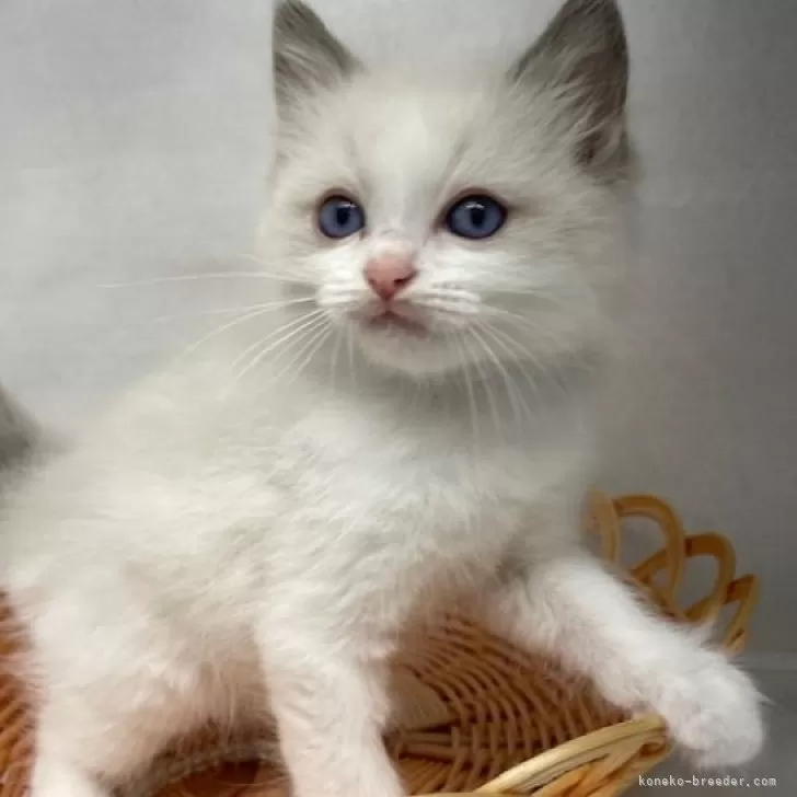 ID：2410-01333の子猫