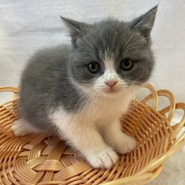 ID:2310-00759の子猫