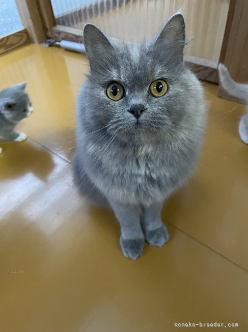 ブリティッシュロングヘア【・女の子・2021年8月6日・ブルークリーム】