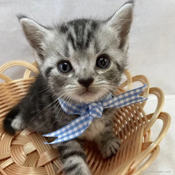 ID：2307-03292の子猫