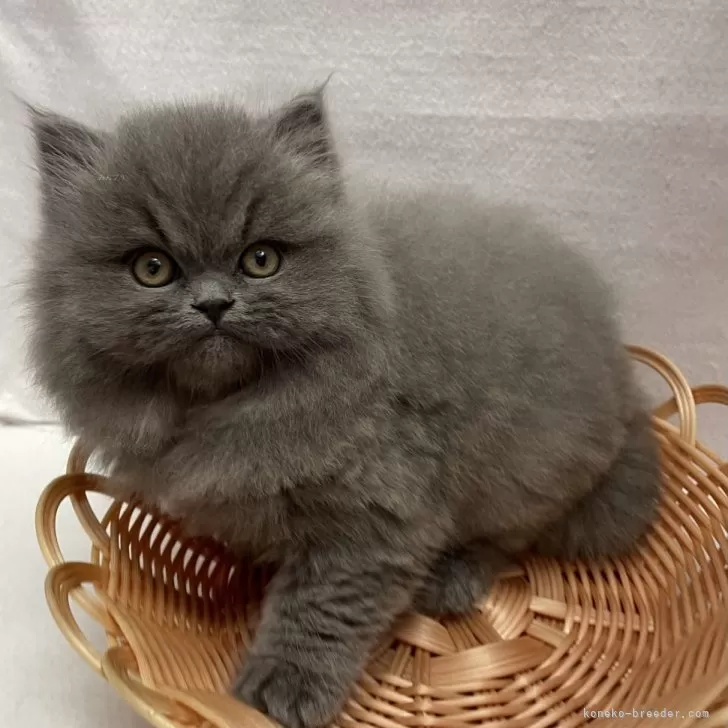 ID：2412-00347の子猫