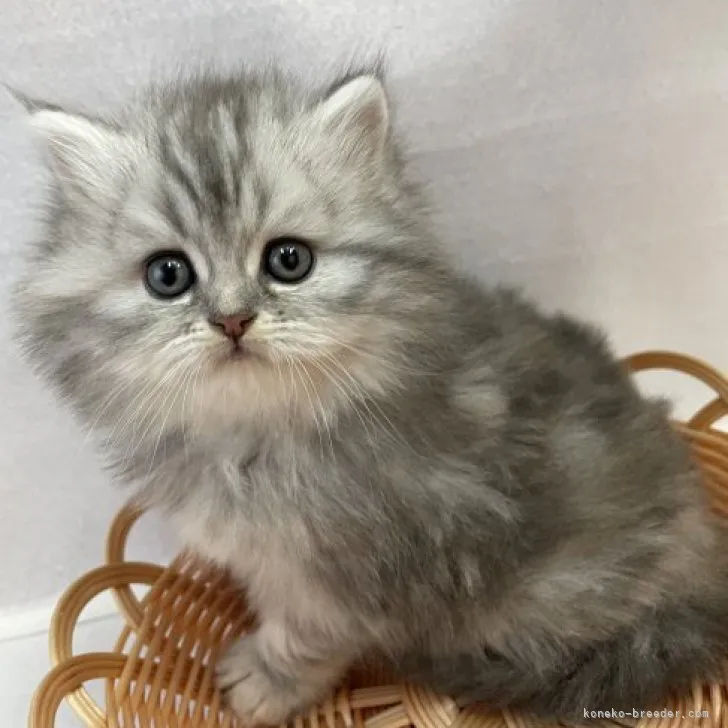 ID：2311-02813の子猫