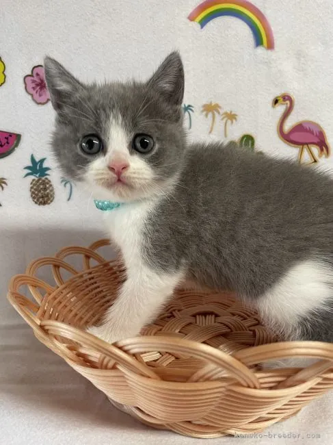 ID:2207-02183の子猫