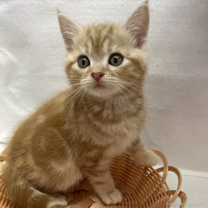 ID：2412-00345の子猫