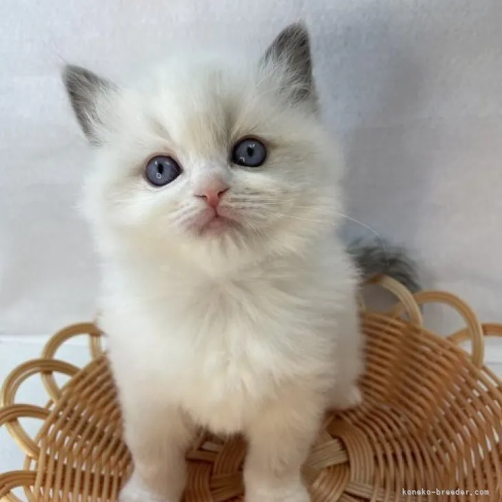 ID:2304-01634の子猫
