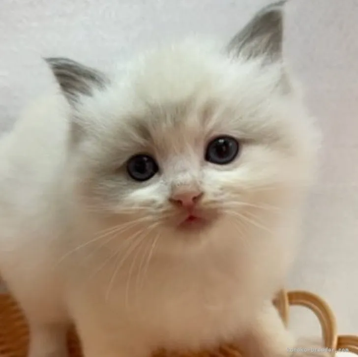 ID：2311-00640の子猫