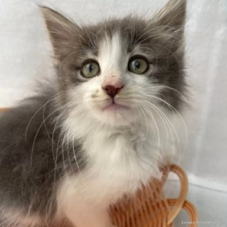 ID：2405-02809の子猫