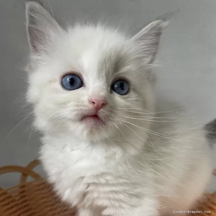 しん 様のお迎えした子猫