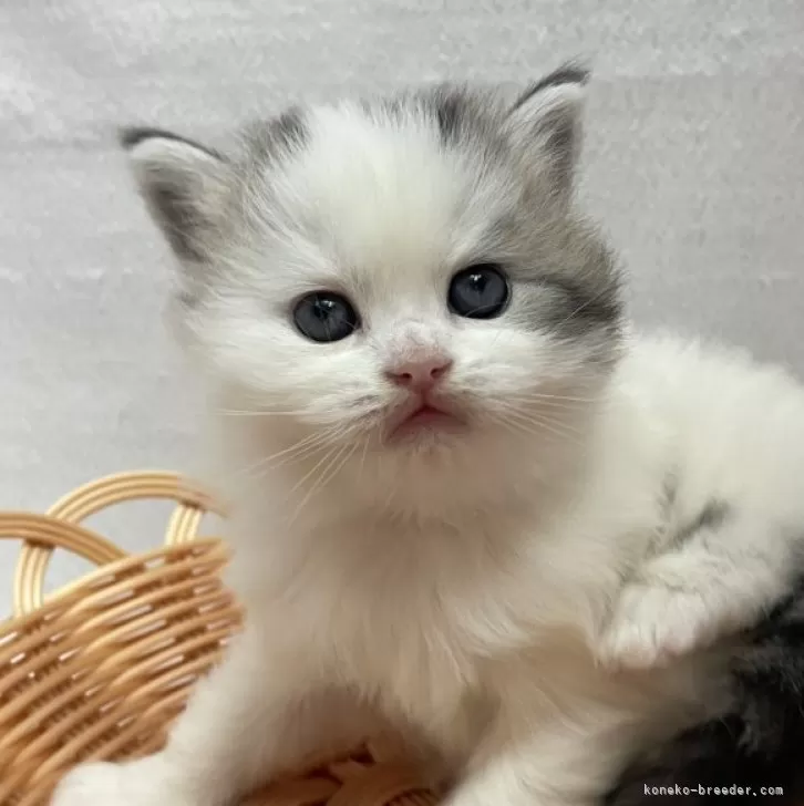 ID:2404-01393の子猫