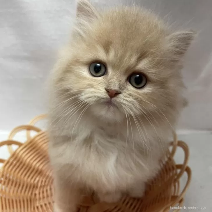 ID:2411-02894の子猫