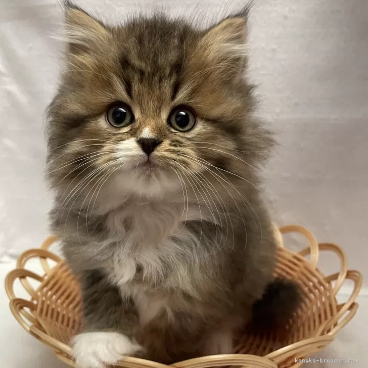 ID:2411-02896の子猫