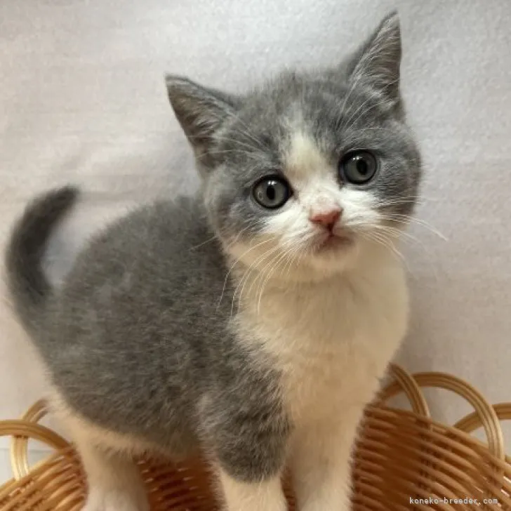 ID:2305-00389の子猫