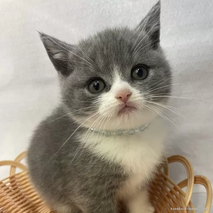 ID：2406-00596の子猫